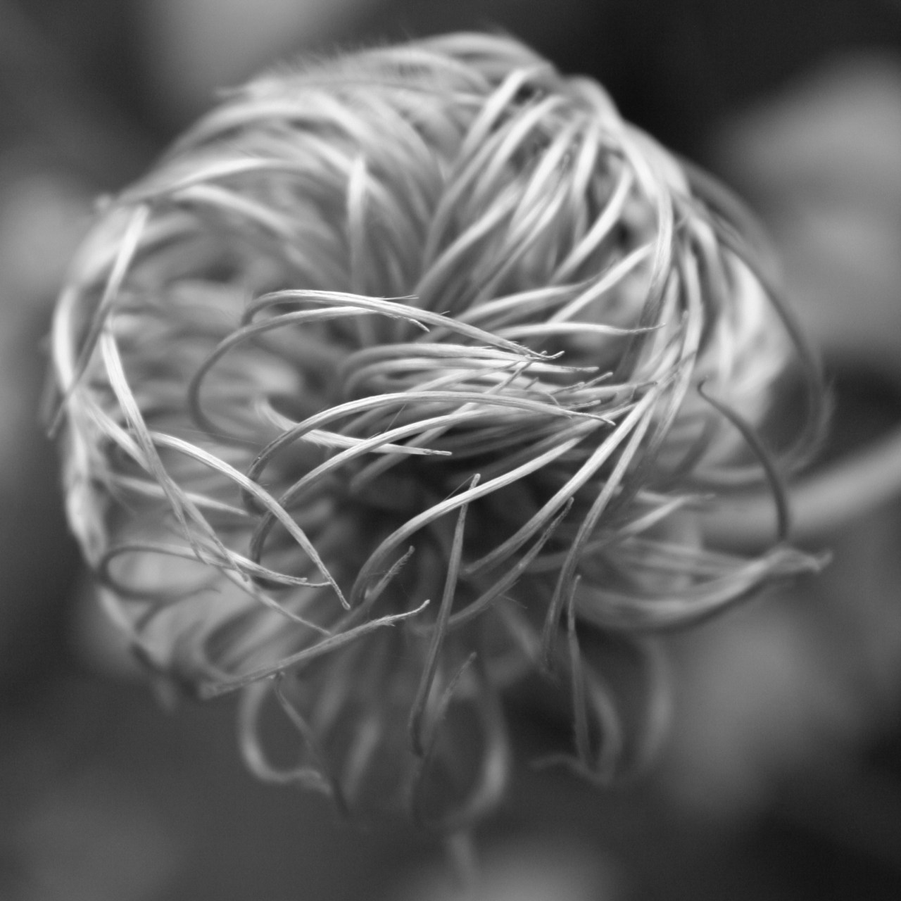 © Louise Badawi 2013, all rights reserved