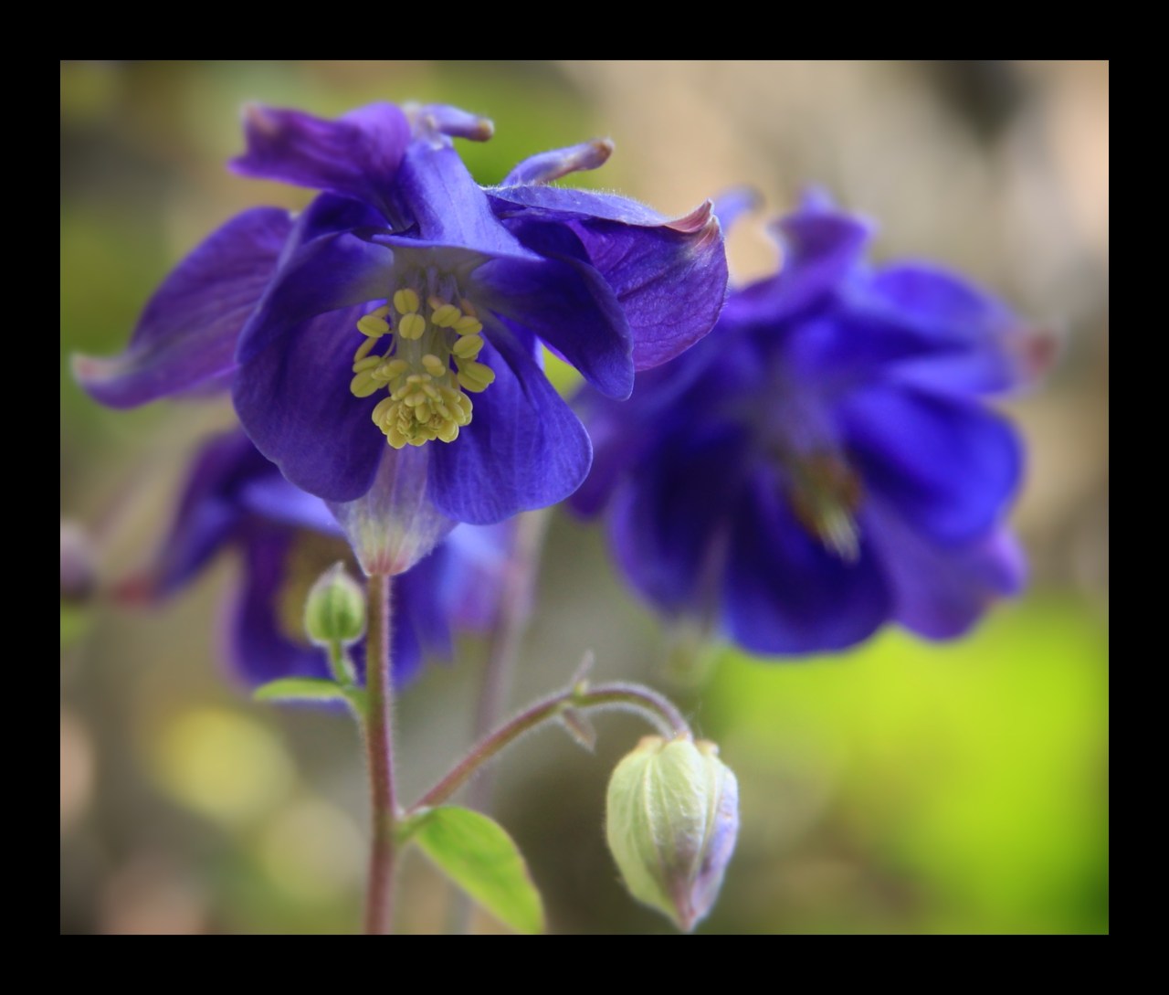 © Louise Badawi 2012