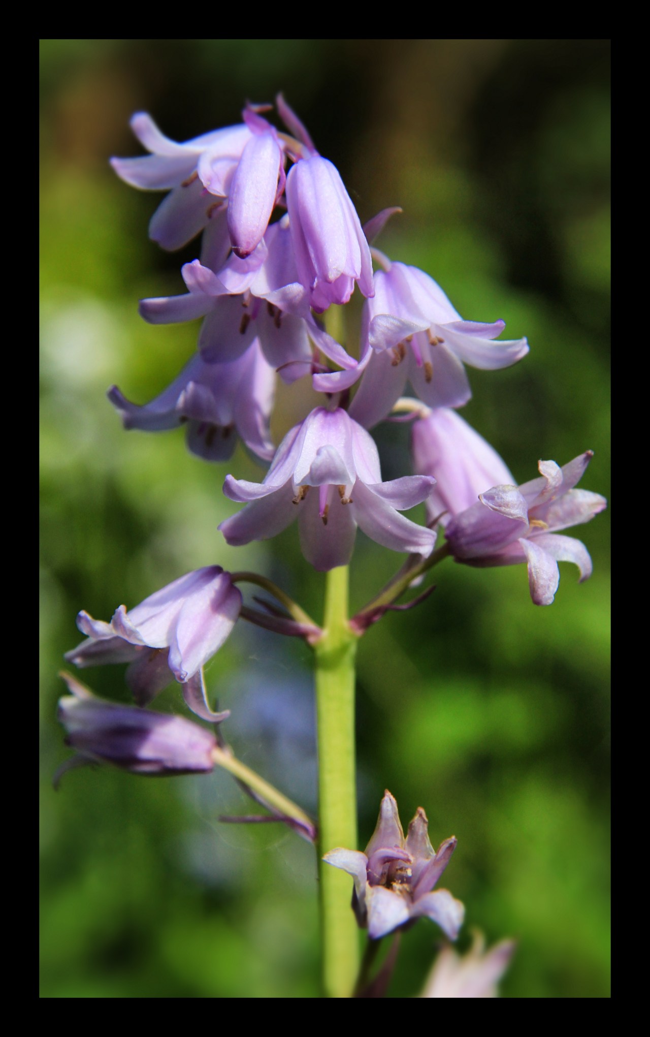 © Louise Badawi 2012