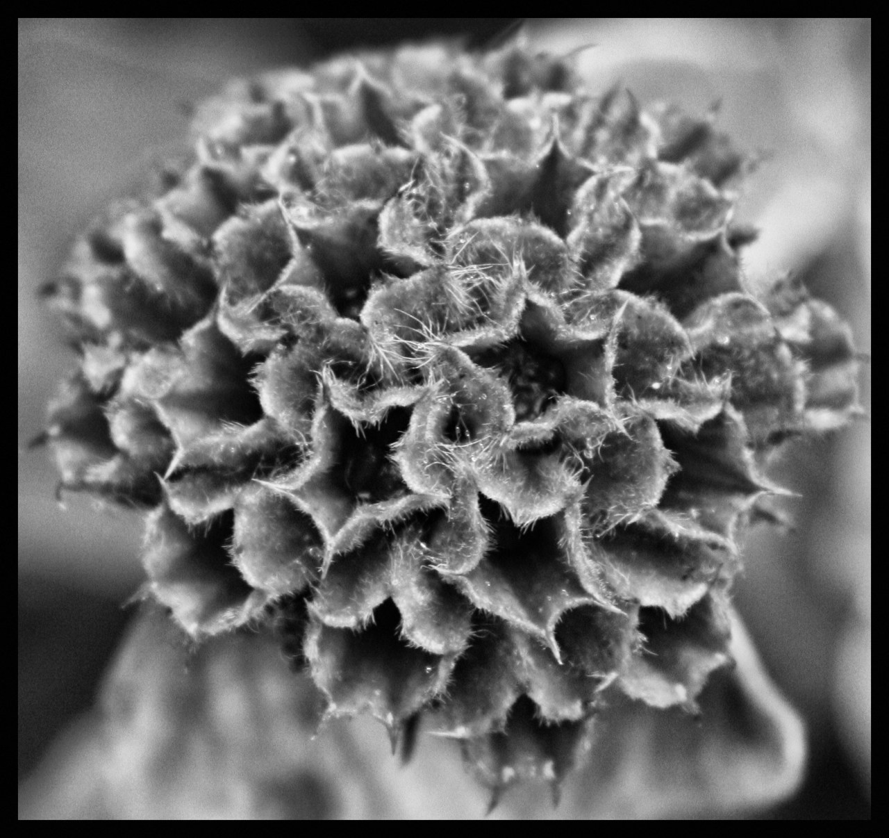 © Louise Badawi 2013, all rights reserved