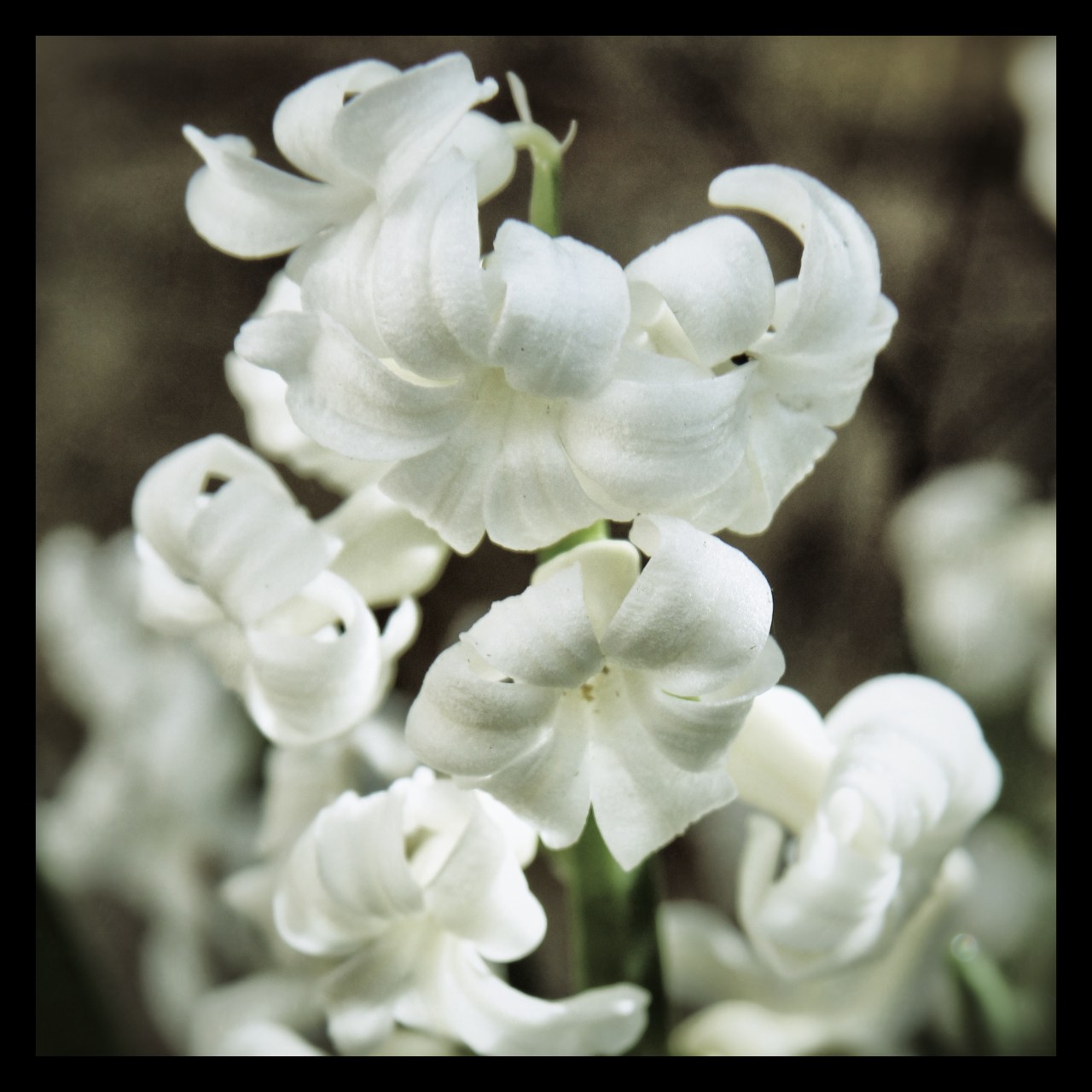 © Louise Badawi 2012