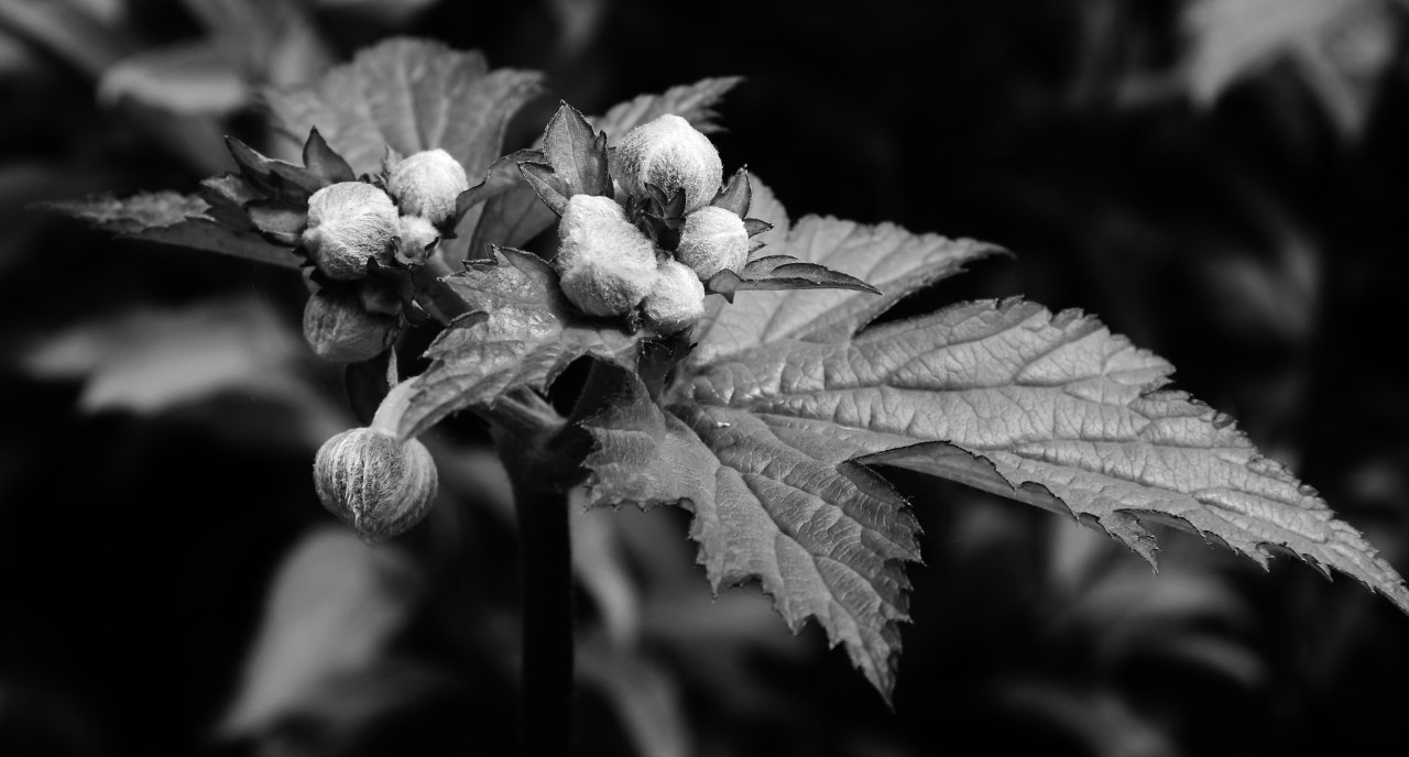 © Louise Badawi 2012