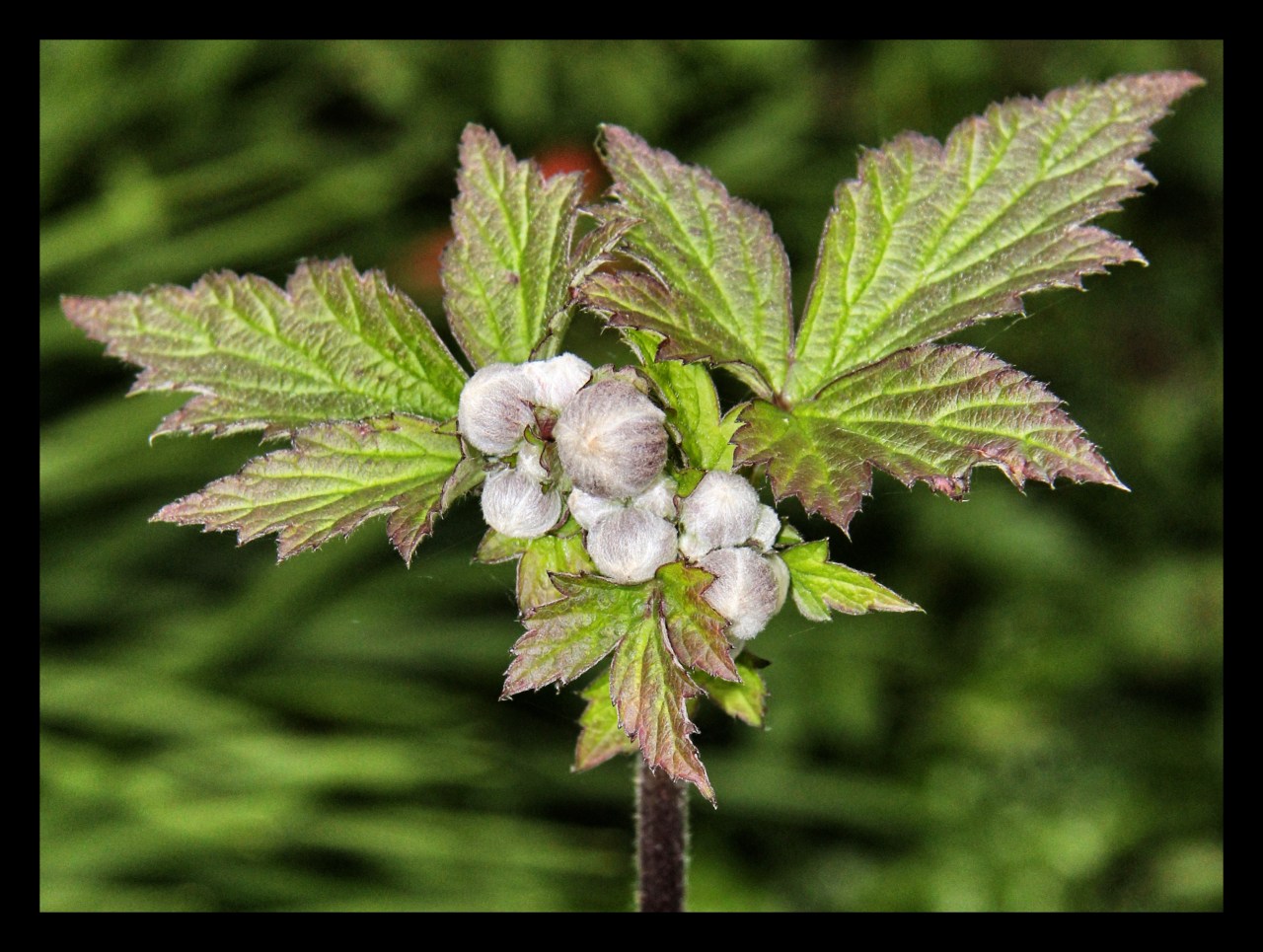 © Louise Badawi 2012