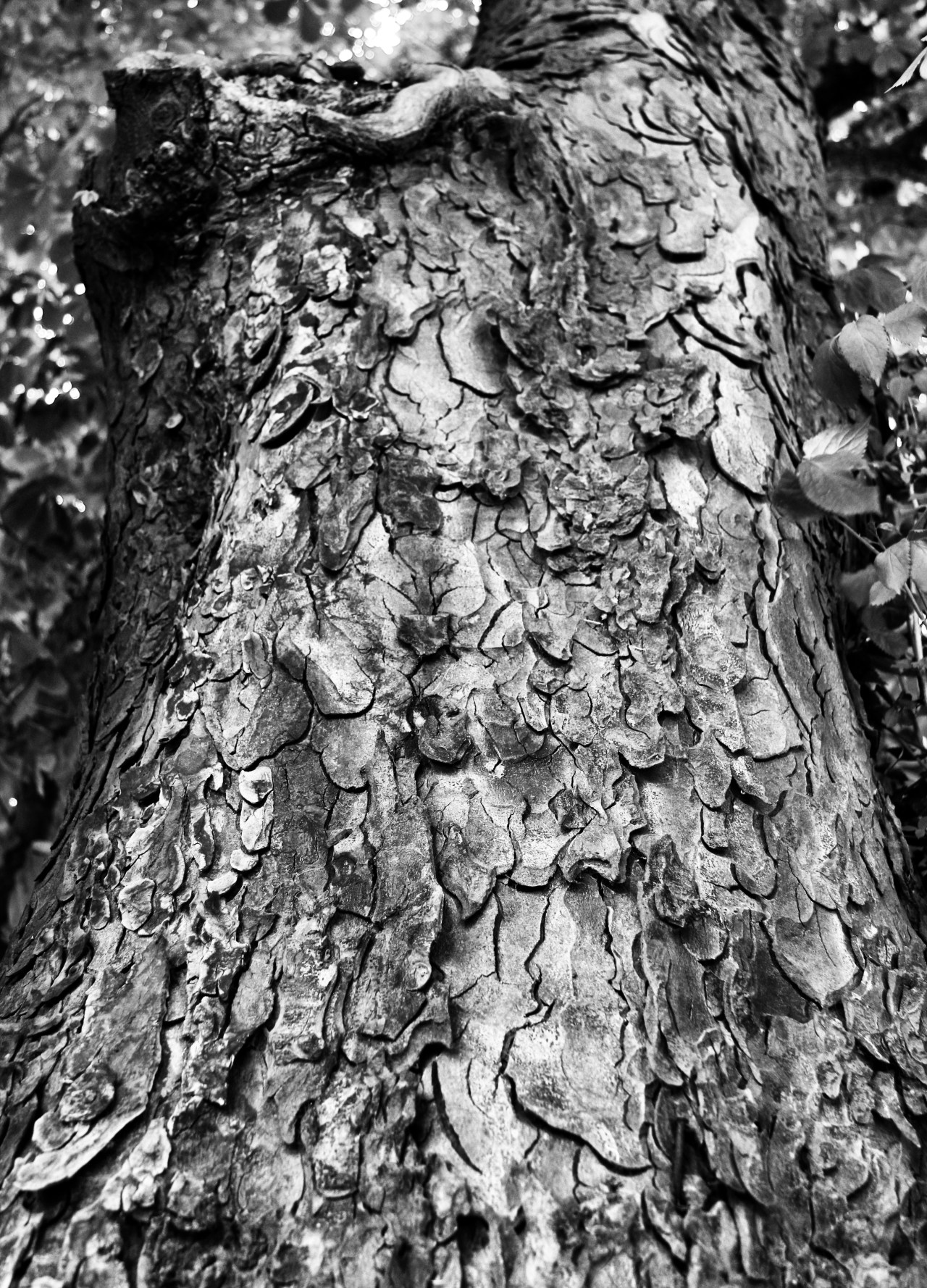 © Louise Badawi 2013, all rights reserved